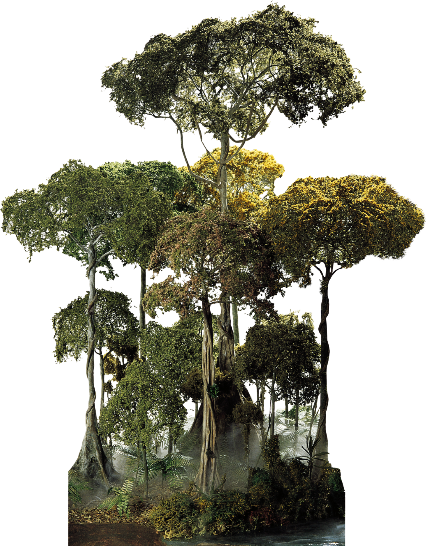 Majestic Rainforest Trees PNG Image