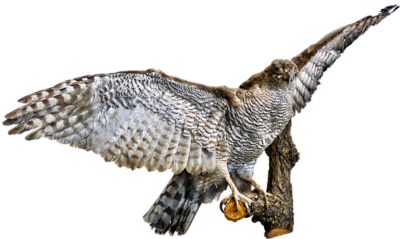 Majestic_ Raptor_ In_ Flight PNG Image