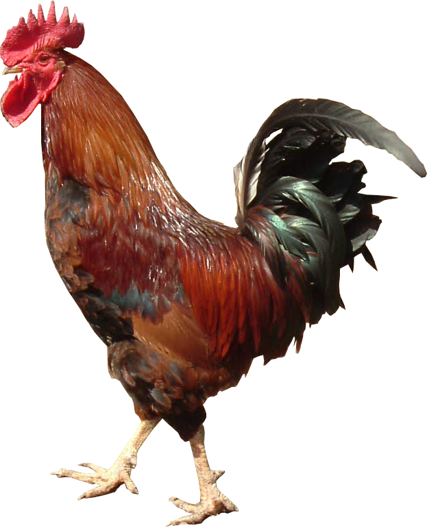 Majestic Red Rooster Profile PNG Image