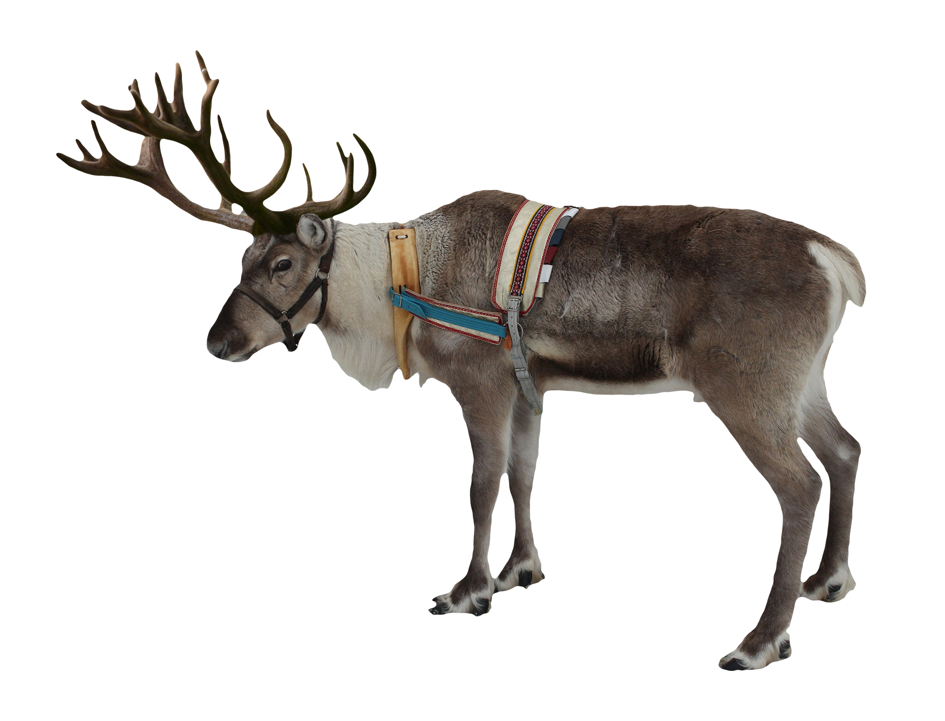 Majestic Reindeerwith Harness PNG Image