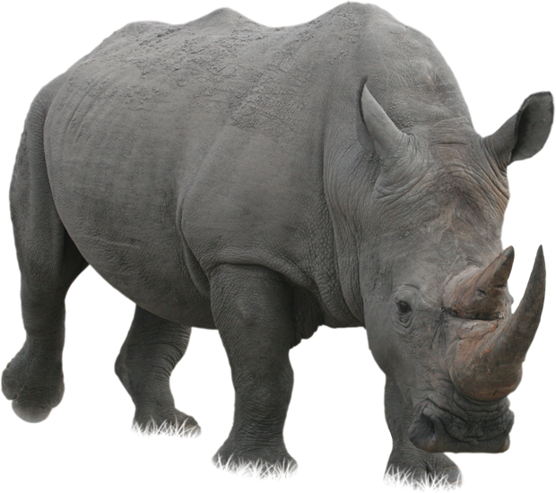 Majestic Rhinoceros Standing PNG Image