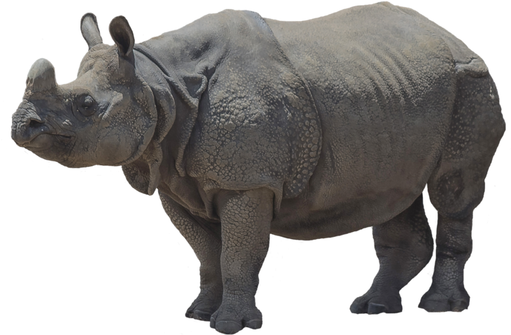 Majestic Rhinoceros Standing PNG Image