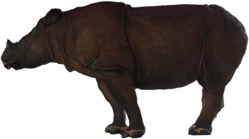 Majestic Rhinoceros Standing PNG Image