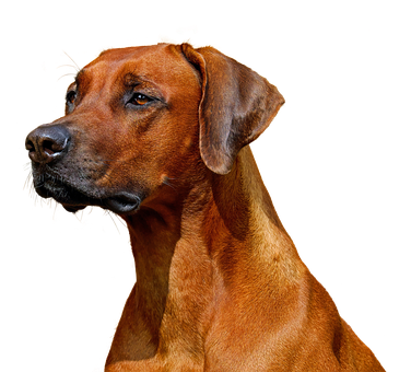 Majestic_ Rhodesian_ Ridgeback_ Portrait PNG Image