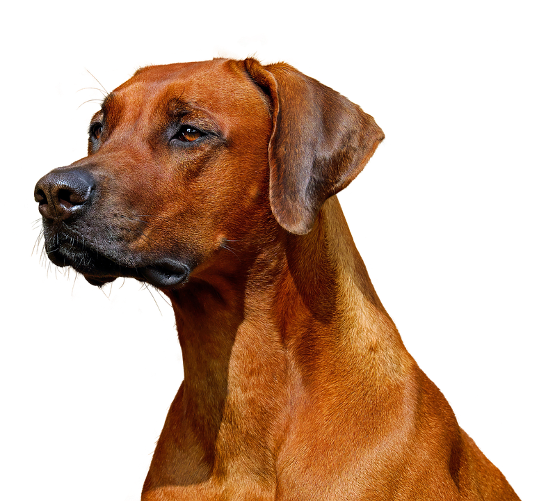 Majestic Rhodesian Ridgeback Portrait PNG Image