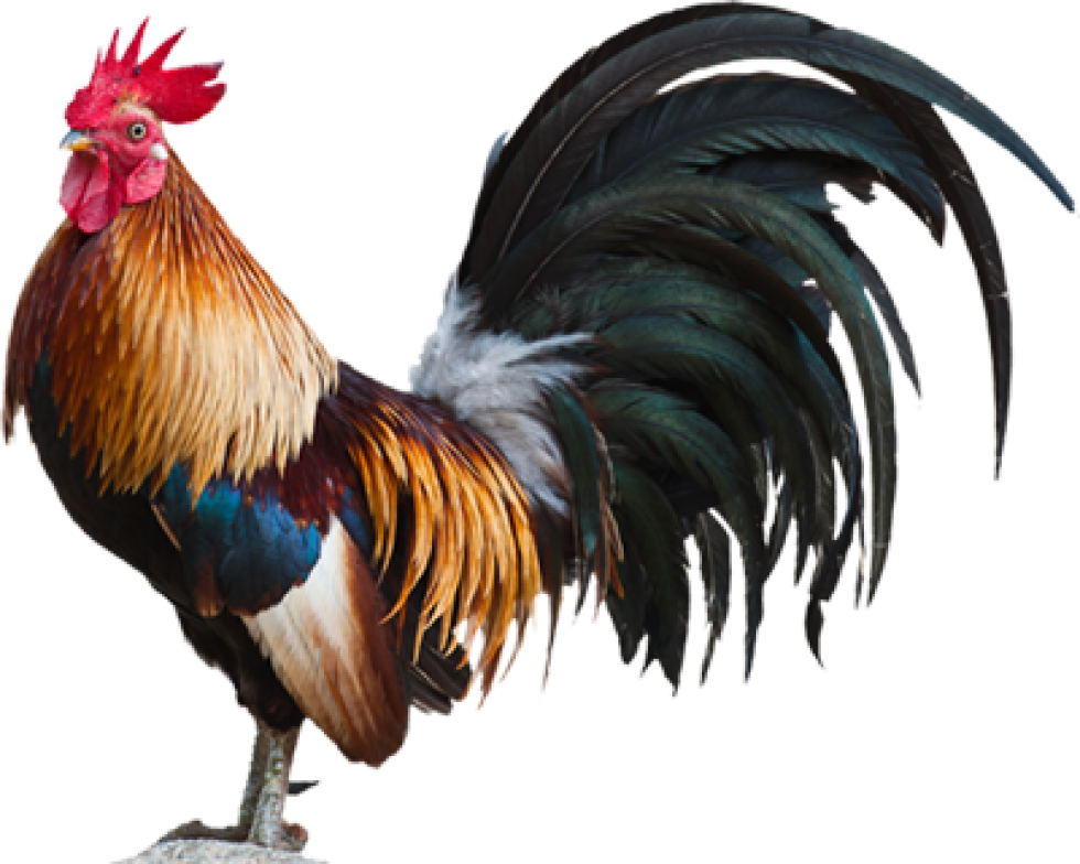 Majestic Rooster Portrait PNG Image