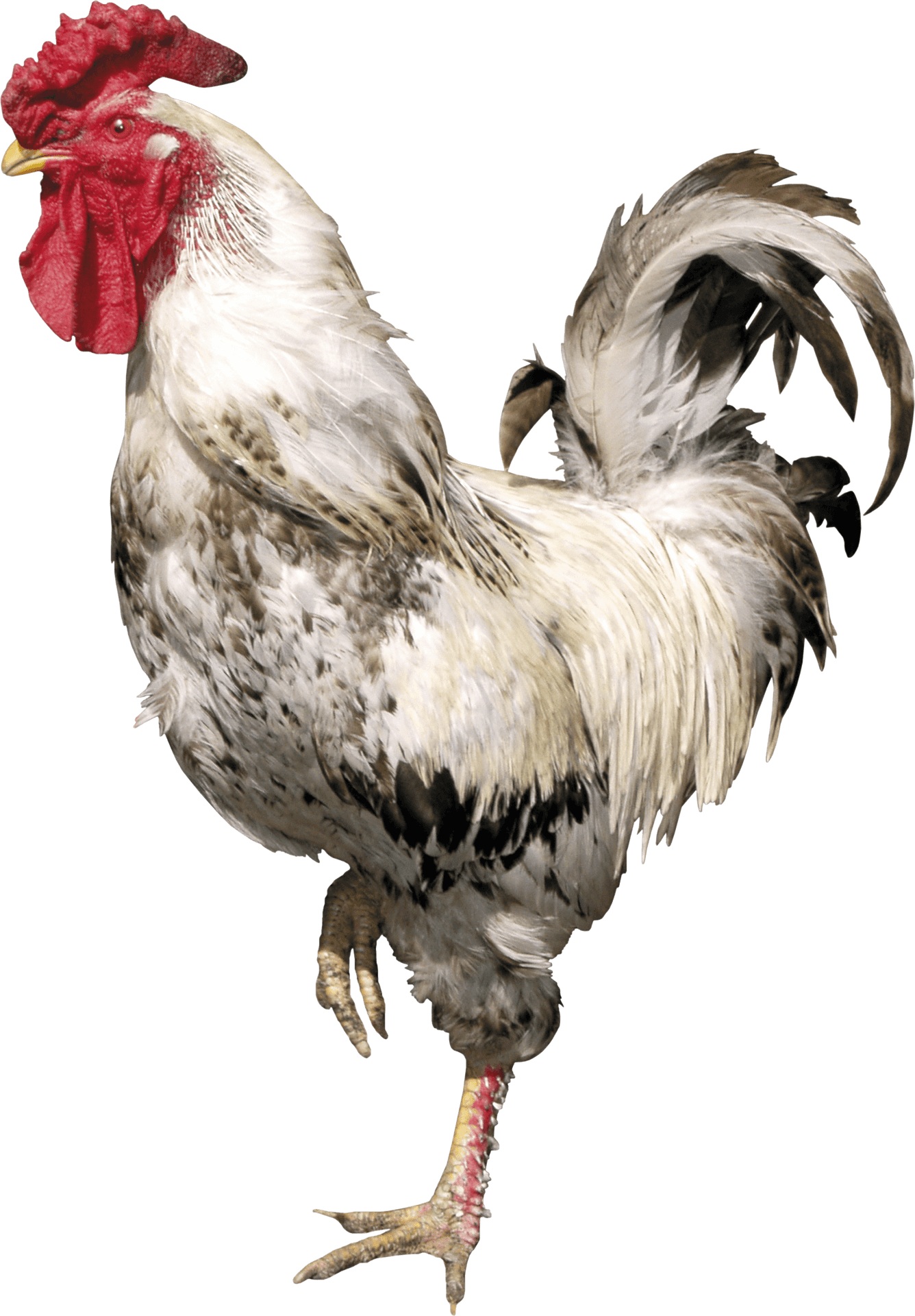 Majestic Rooster Profile PNG Image