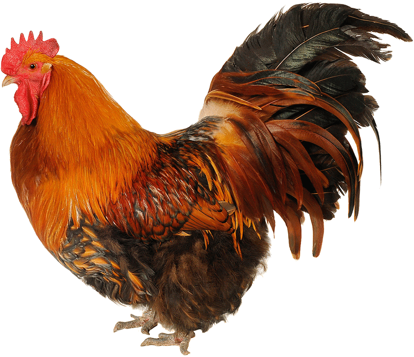 Majestic Rooster Profile PNG Image