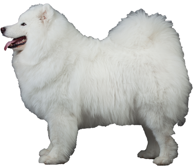 Majestic Samoyed Dog Standing PNG Image