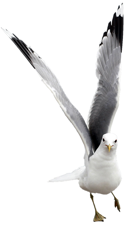 Majestic Seagull In Flight PNG Image