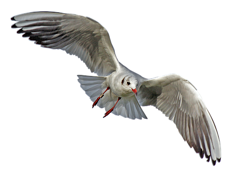 Majestic Seagull In Flight PNG Image