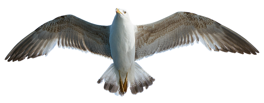 Majestic Seagull In Flight PNG Image