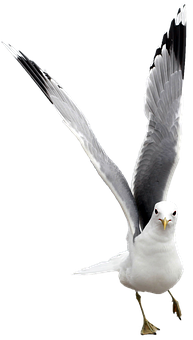 Majestic Seagull Spread Wings PNG Image