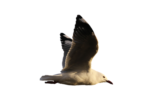 Majestic Seagullin Flight PNG Image