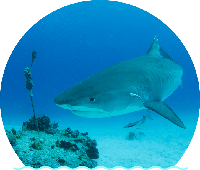 Majestic Shark Swimming Over Coral Reef PNG Image