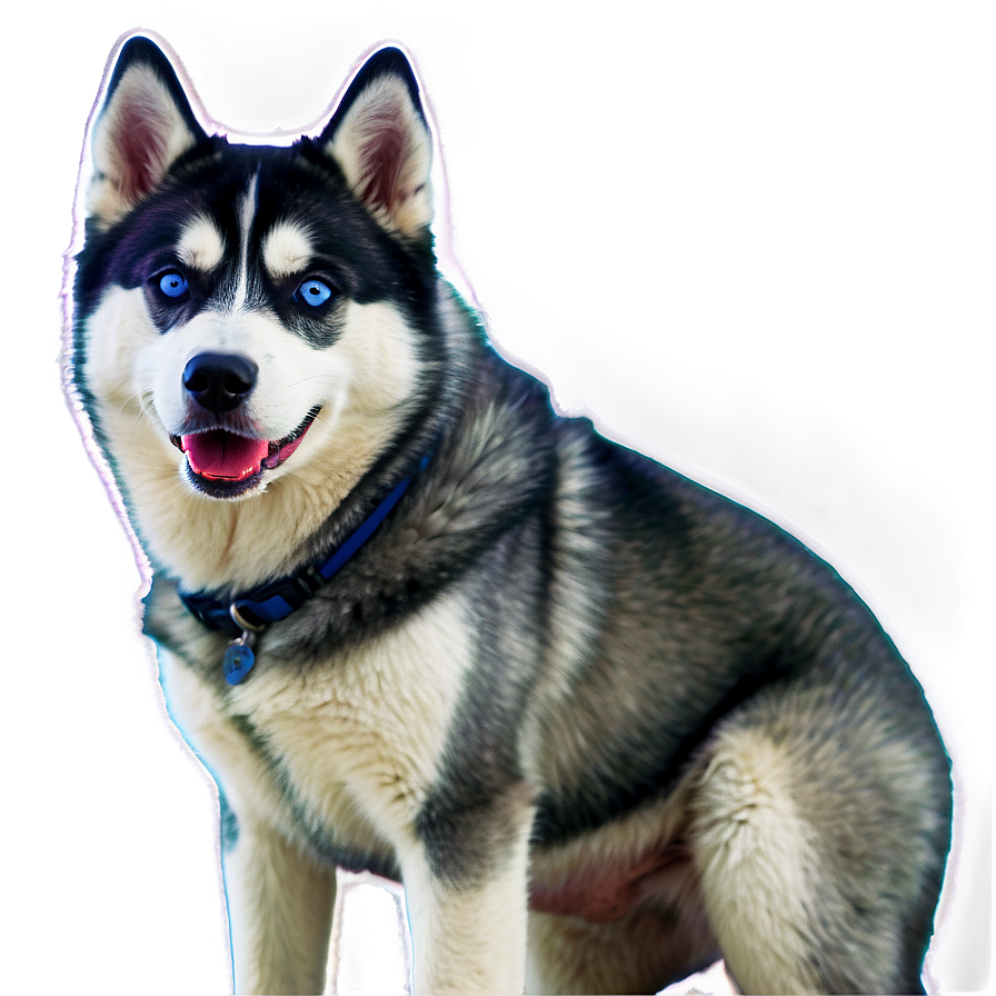 Majestic Siberian Husky Png 06252024 PNG Image