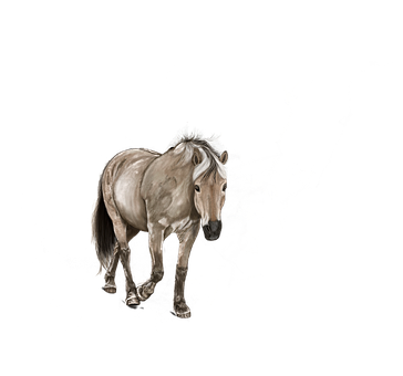 Majestic Solo Horse Black Background PNG Image