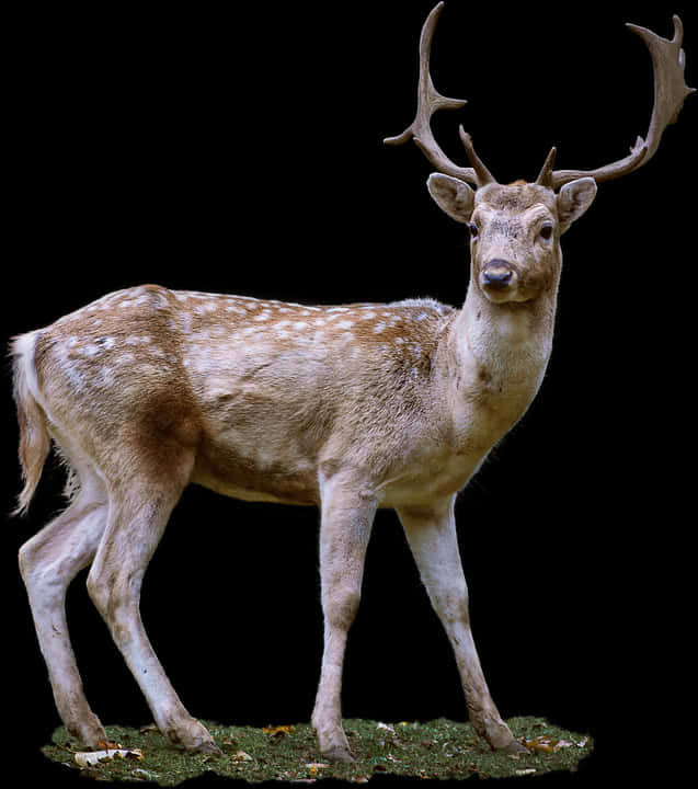 Majestic Stag Full Profile PNG Image