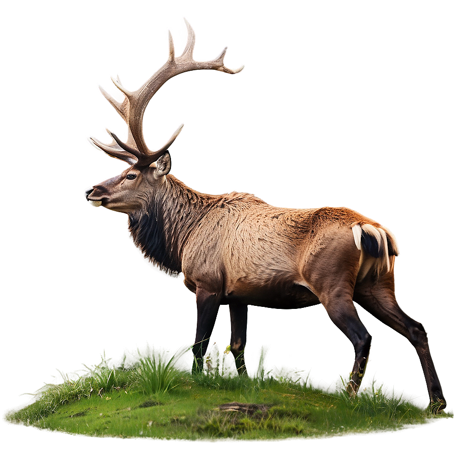 Majestic Stag In Forest Png 71 PNG Image