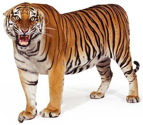 Majestic Standing Tiger PNG Image