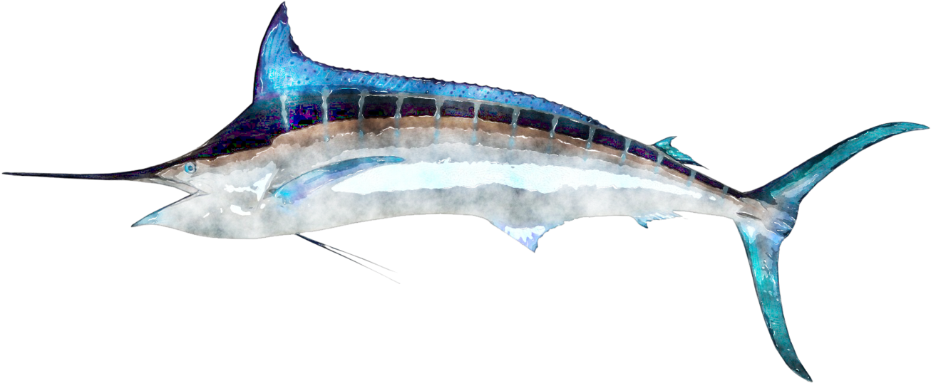 Majestic Swordfish Side View PNG Image