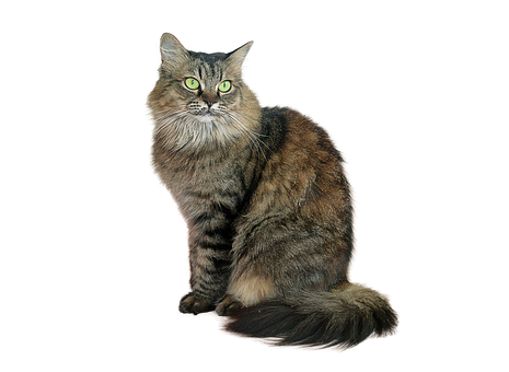 Majestic Tabby Cat Black Background PNG Image