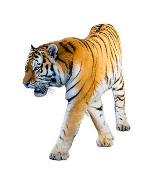 Majestic Tiger Black Background PNG Image