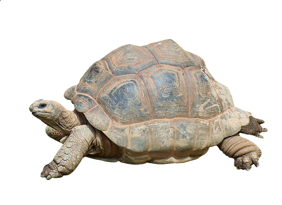 Majestic Tortoise Isolated Background PNG Image