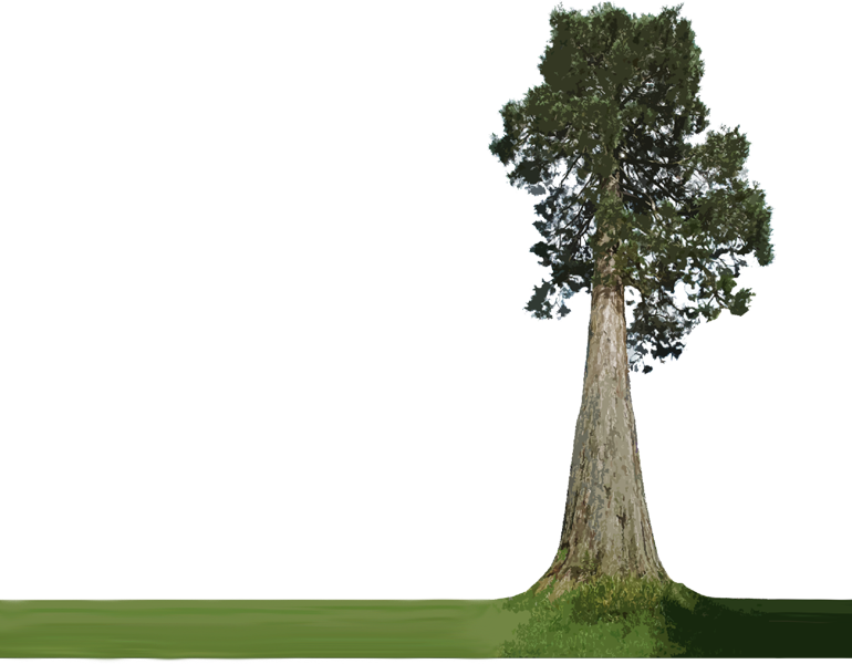 Majestic_ Tree_ Trunk_with_ Foliage.png PNG Image