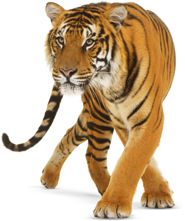 Majestic Walking Tiger PNG Image