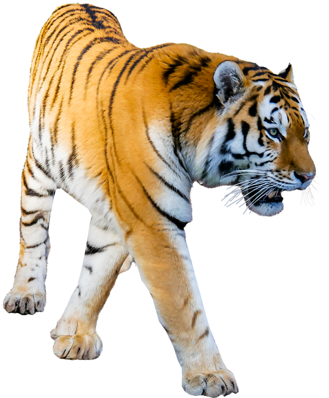 Majestic Walking Tiger Cutout PNG Image