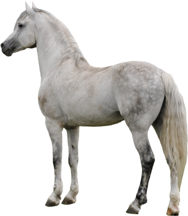 Majestic White Horse Profile PNG Image