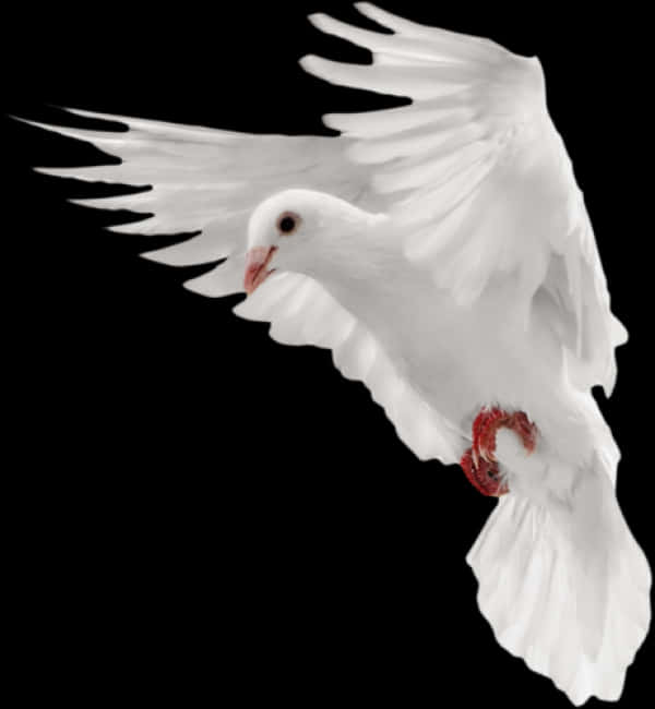 Majestic White Pigeon In Flight PNG Image