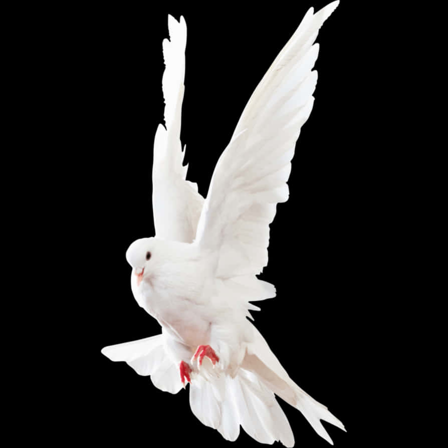 Majestic White Pigeon In Flight PNG Image