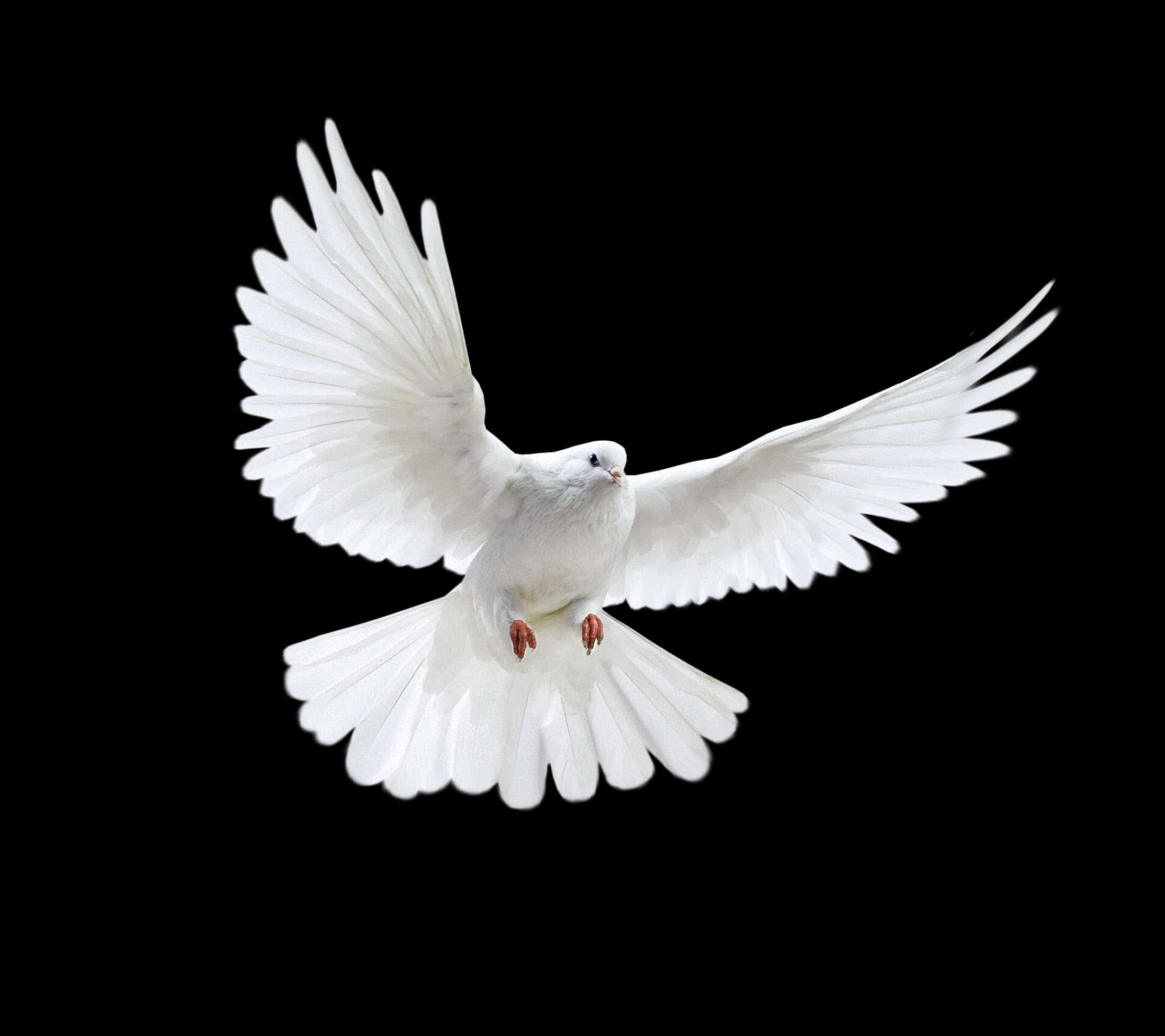 Majestic_ White_ Pigeon_ In_ Flight.jpg PNG Image