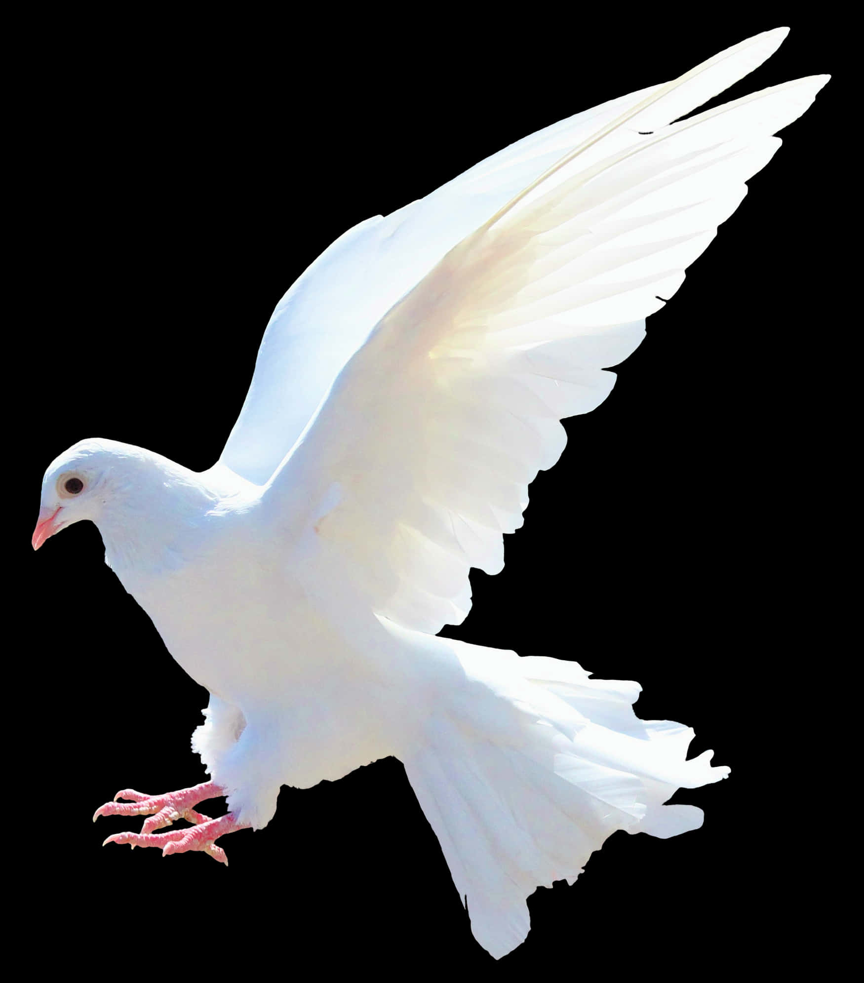 Majestic White Pigeon In Flight PNG Image