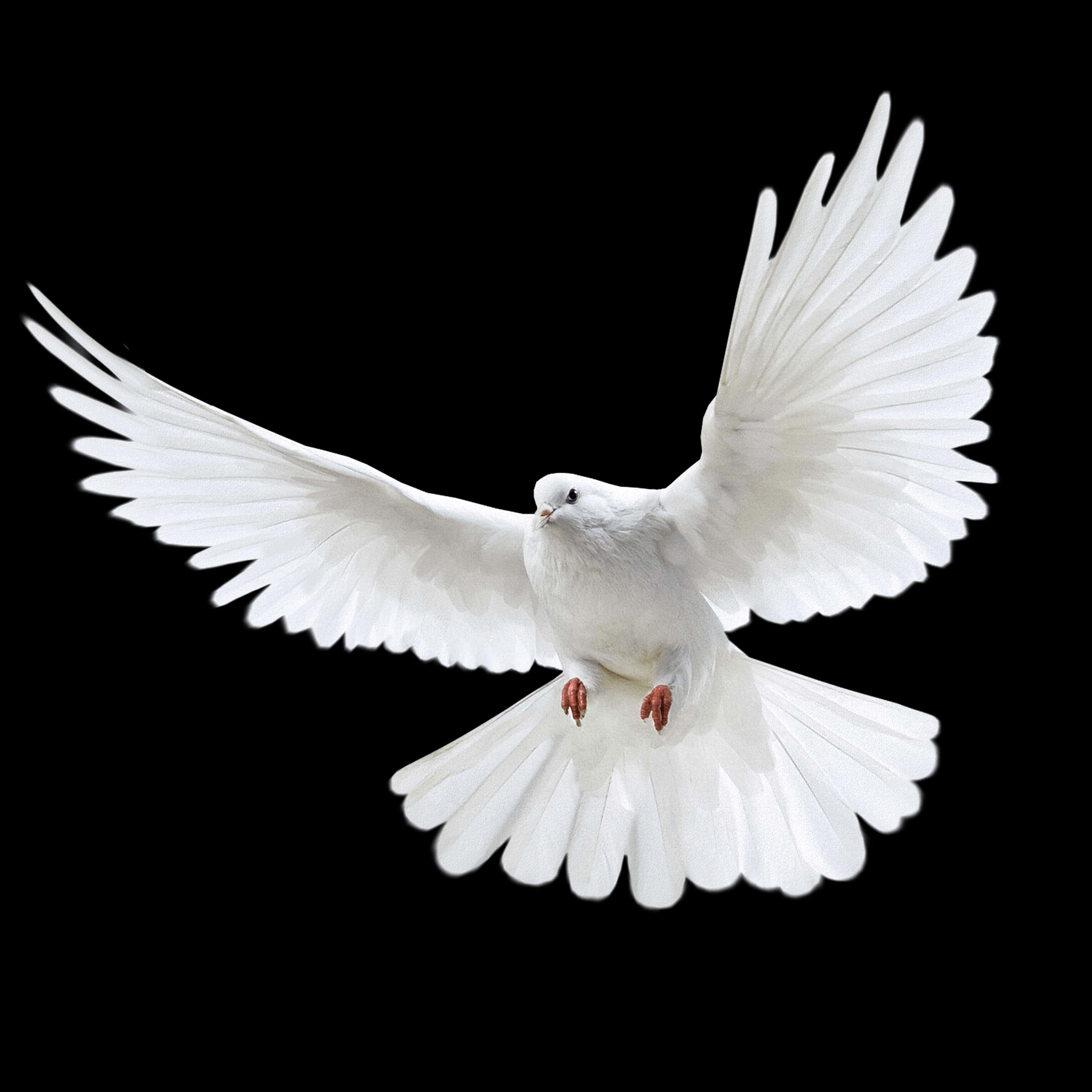 Majestic White Pigeon In Flight PNG Image