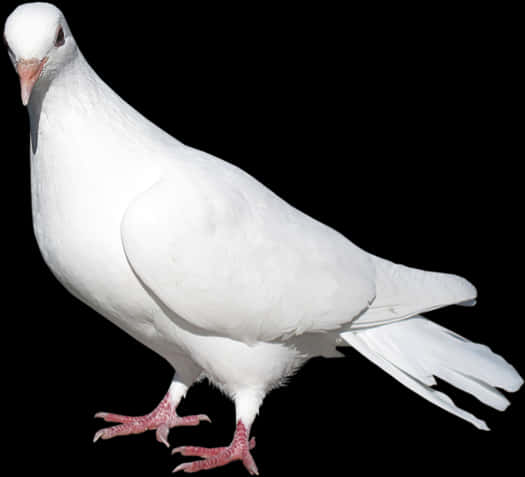 Majestic_ White_ Pigeon_ Isolated_ Background.jpg PNG Image