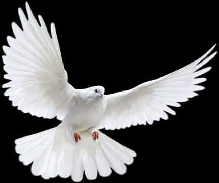 Majestic White Pigeonin Flight PNG Image