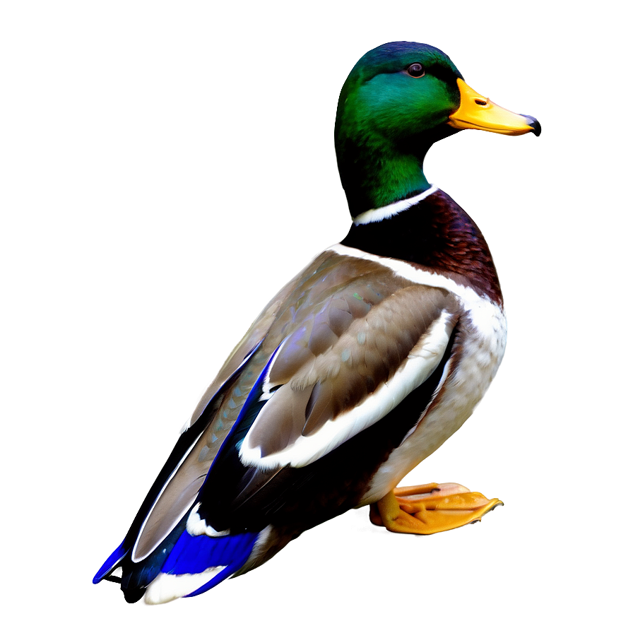 Male Mallard Duck Png 06262024 PNG Image