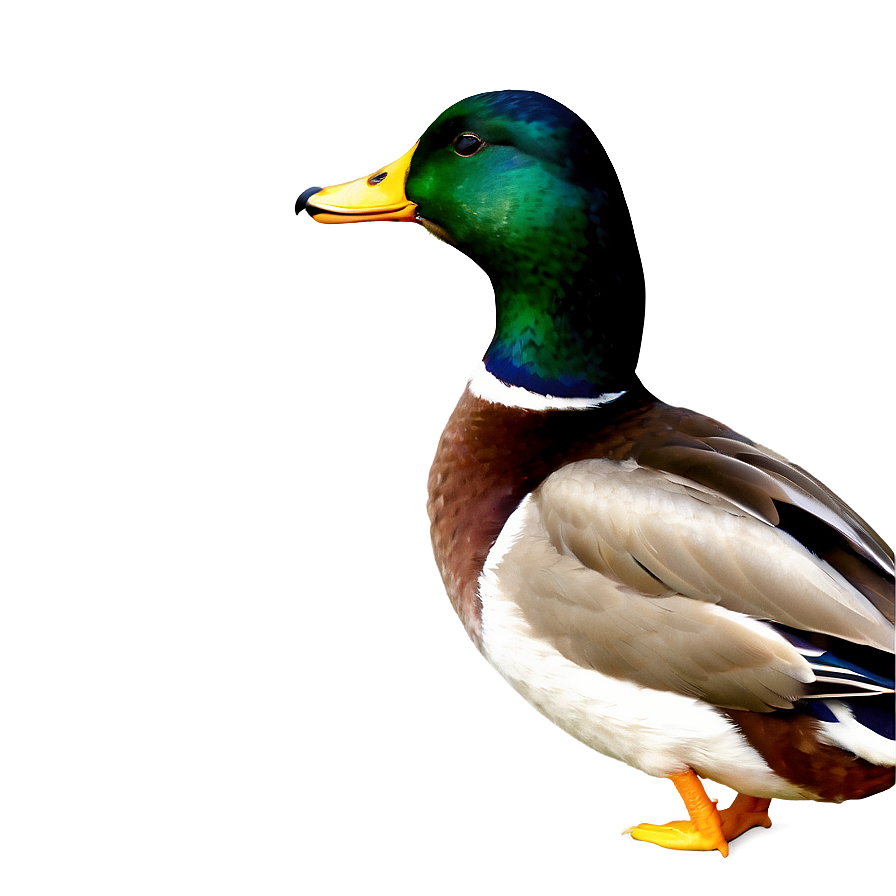 Male Mallard Duck Png Qoj PNG Image