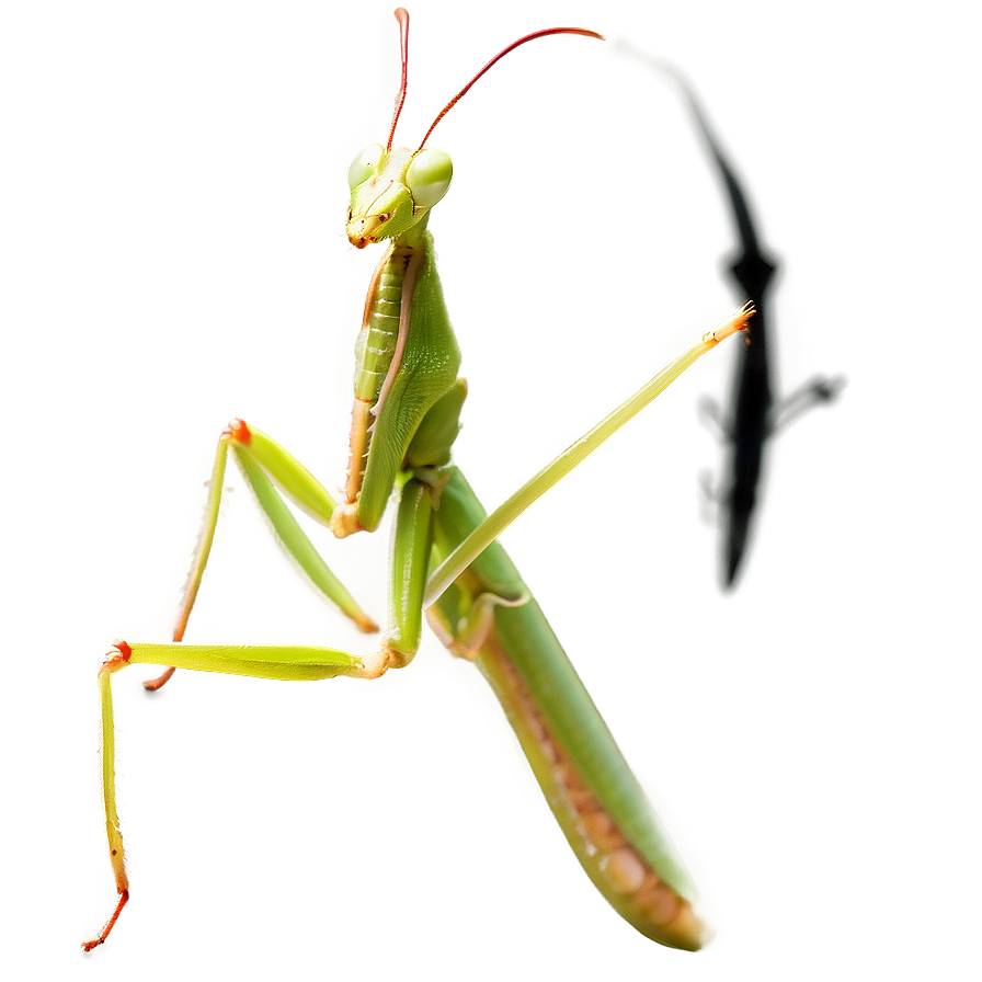 Male Praying Mantis Png 06122024 PNG Image