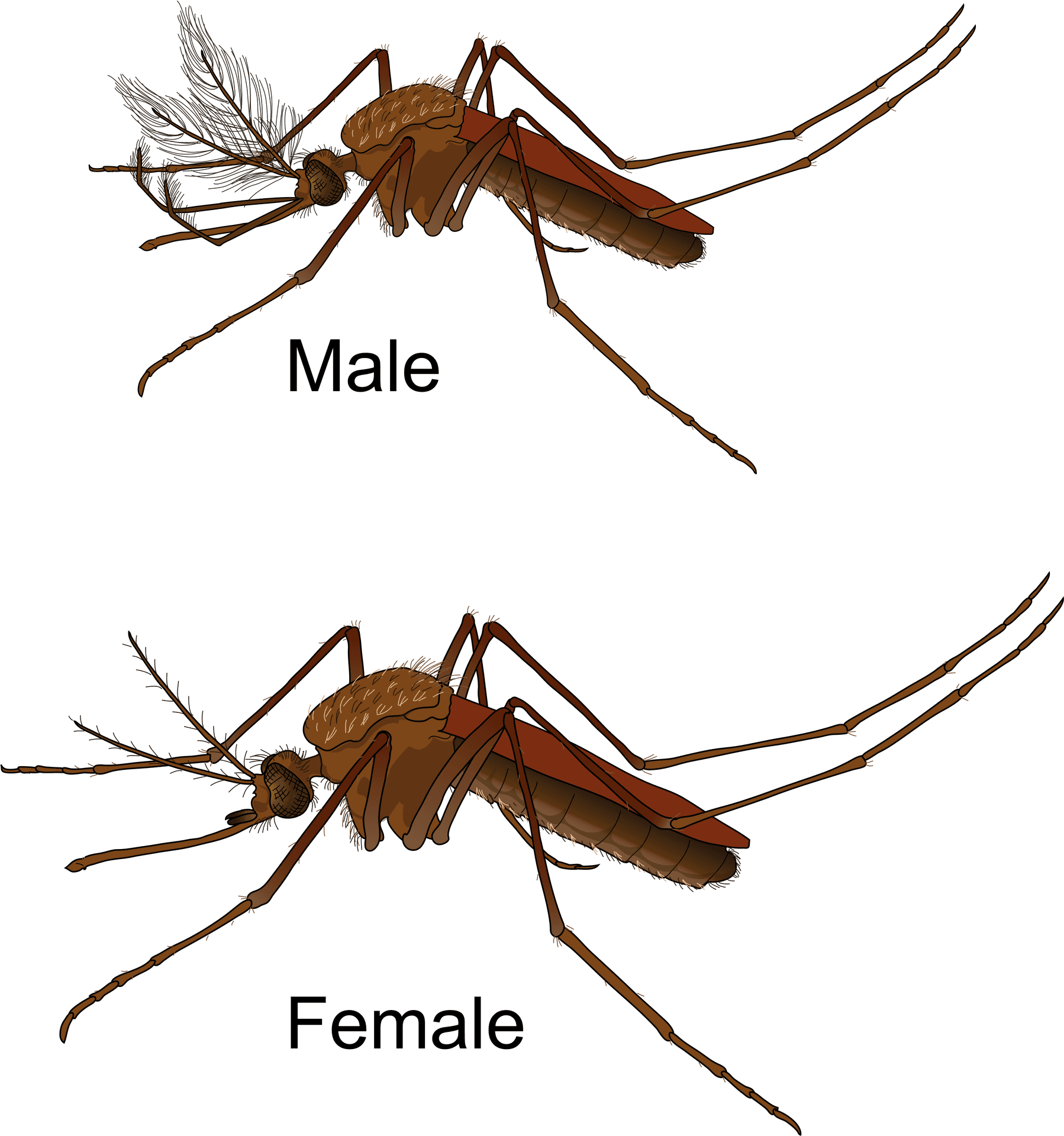 Maleand Female Mosquito Comparison PNG Image