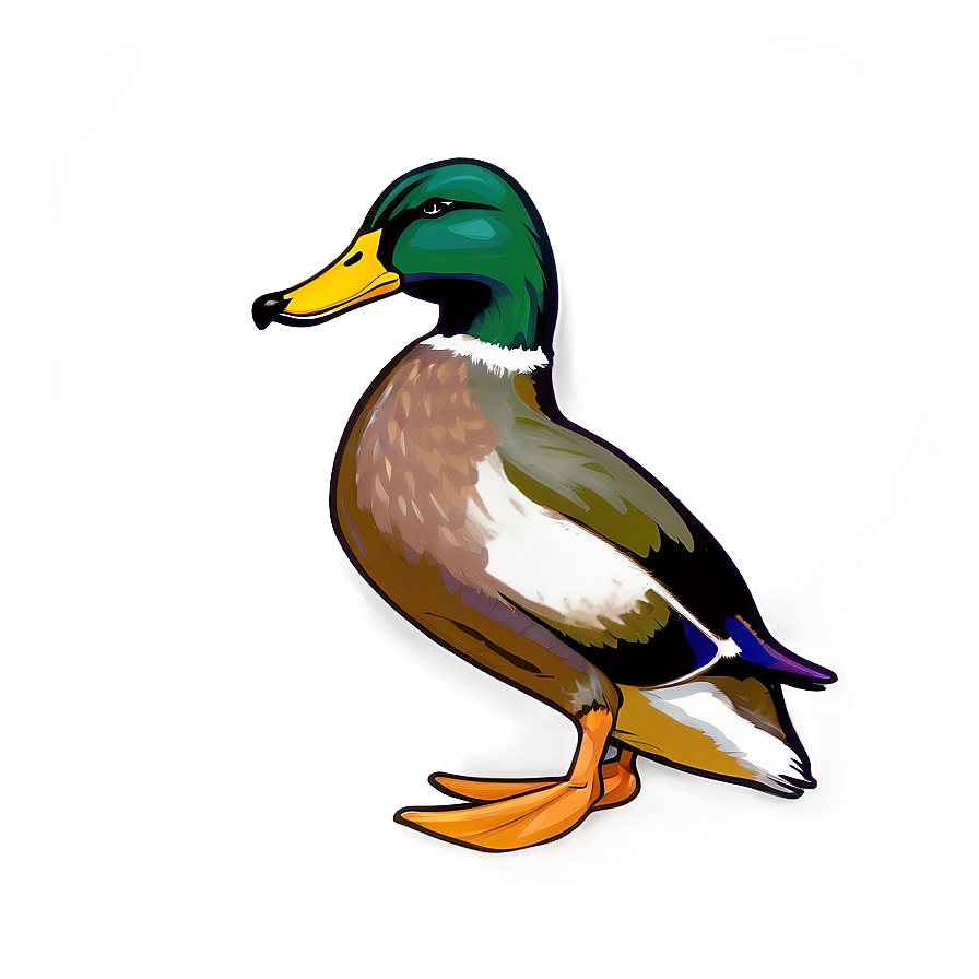 Mallard Duck C PNG Image