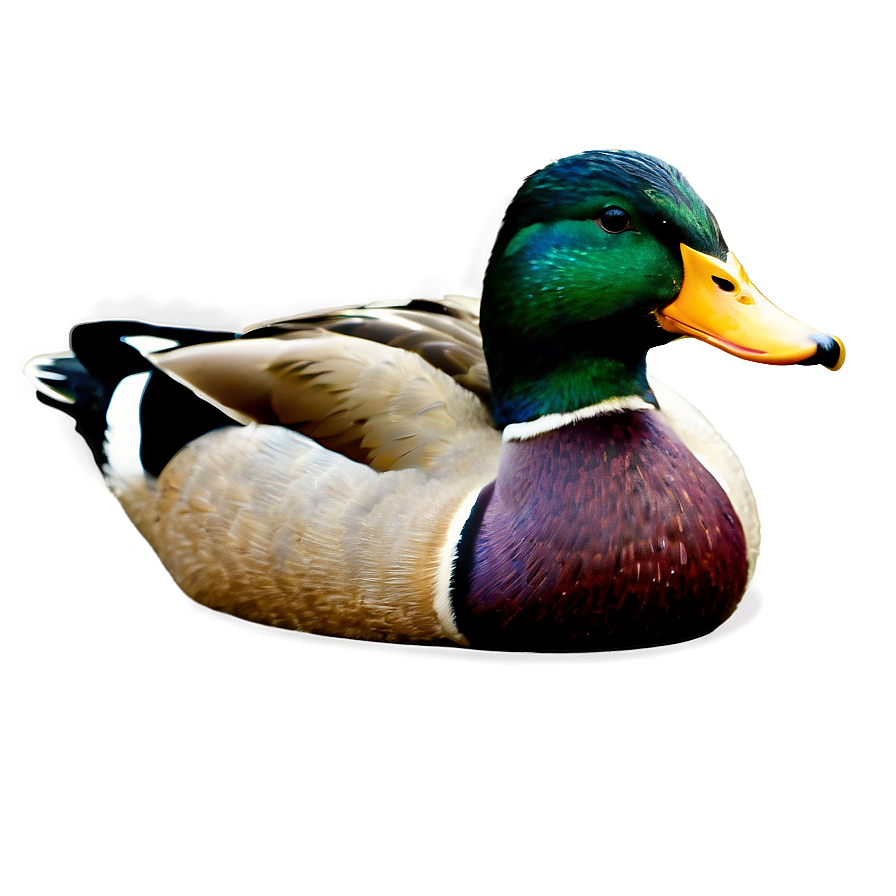 Mallard Duck Drawing Png 06262024 PNG Image