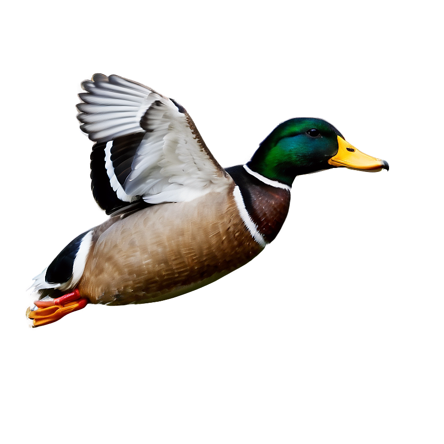 Mallard Duck In Flight Png Jlo93 PNG Image