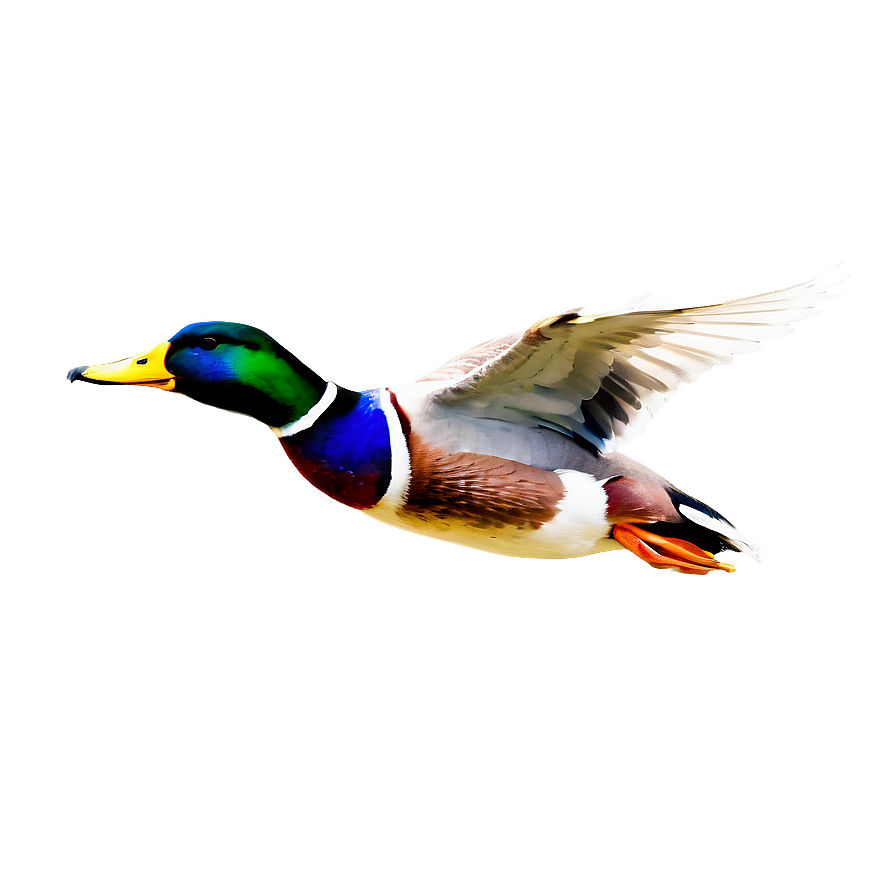 Mallard Duck In Flight Png Onm40 PNG Image