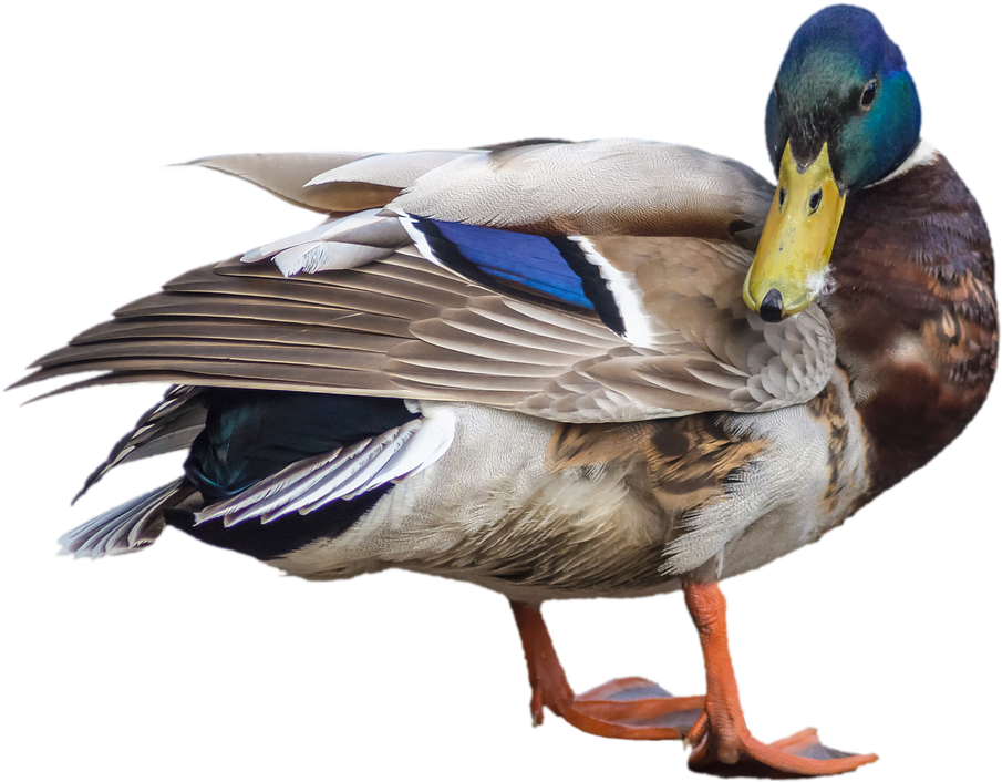 Mallard Duck Isolated Portrait PNG Image