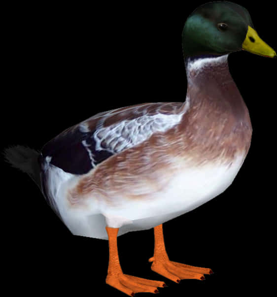 Mallard Duck Isolatedon Black PNG Image