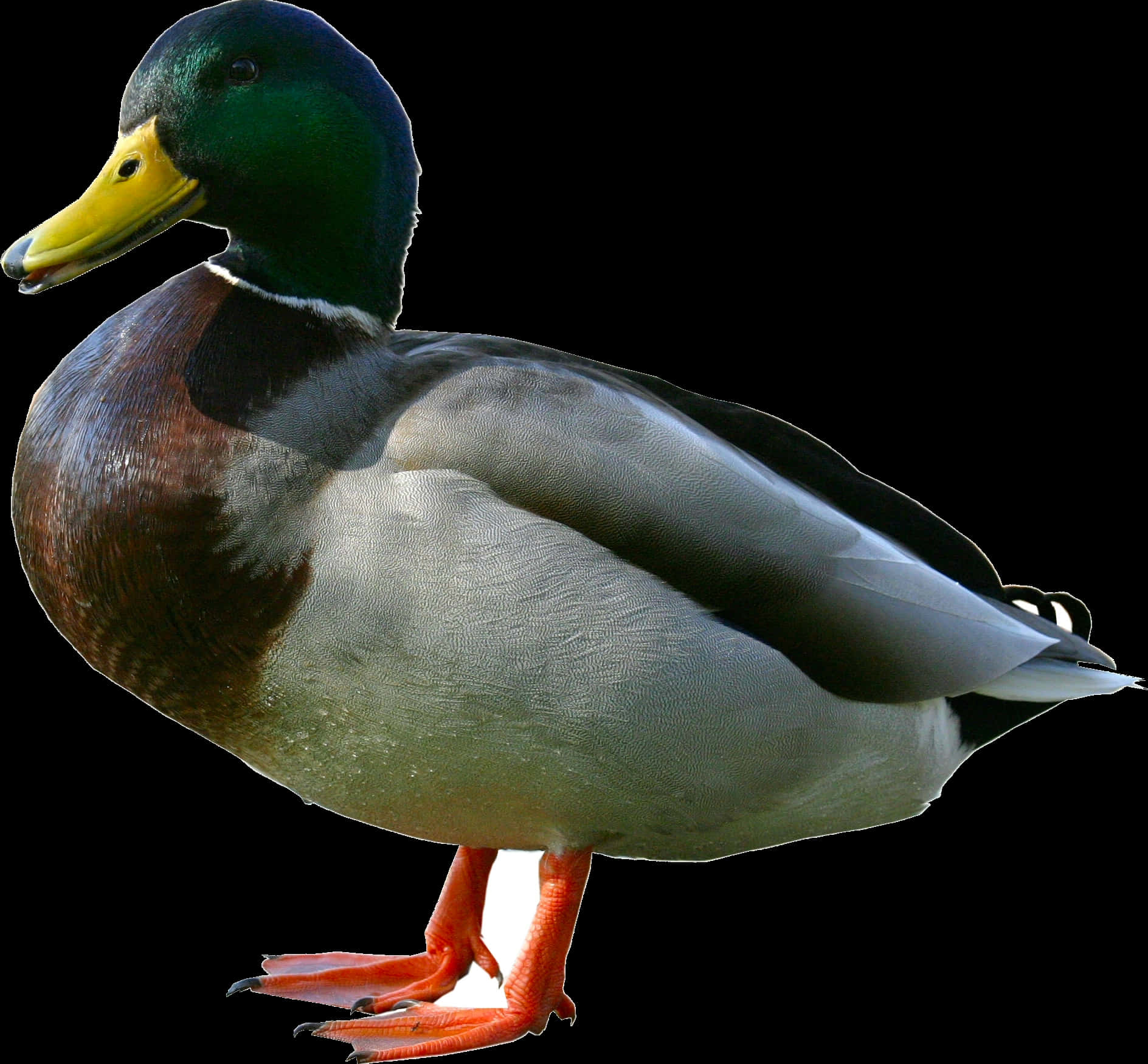 Mallard Duck Isolatedon Black PNG Image